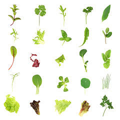 Image showing Salad Lettuce and Herb Leaves