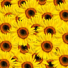 Image showing Sunflower Multitude