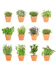 Image showing Twelve Herbs in Pots