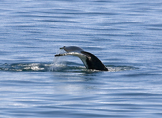 Image showing Tail of humpback