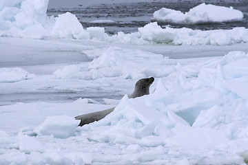 Image showing Weddell seal (Leptonychotes weddellii)