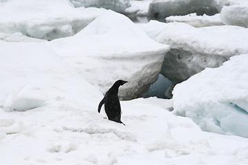 Image showing Adelie penguin (Pygoscelis adeliae)