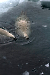 Image showing Weddell seal (Leptonychotes weddellii)