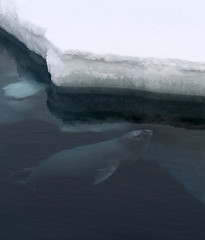 Image showing Weddell seal (Leptonychotes weddellii)