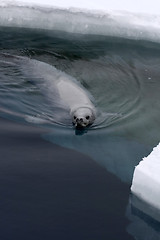 Image showing Weddell seal (Leptonychotes weddellii)