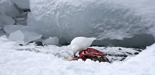 Image showing Snowy sheathbill (Chionis albus)