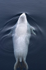 Image showing Weddell seal (Leptonychotes weddellii)