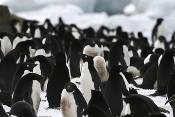 Image showing Adelie penguin (Pygoscelis adeliae)