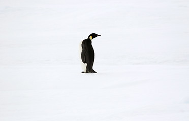 Image showing Emperor penguin (Aptenodytes forsteri)