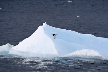 Image showing Adelie penguin (Pygoscelis adeliae)