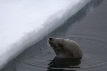 Image showing Weddell seal (Leptonychotes weddellii)