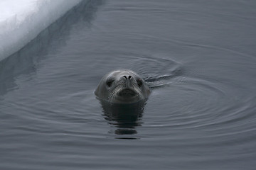 Image showing Weddell seal (Leptonychotes weddellii)