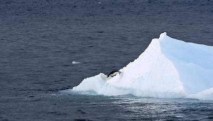 Image showing Adelie penguin (Pygoscelis adeliae)