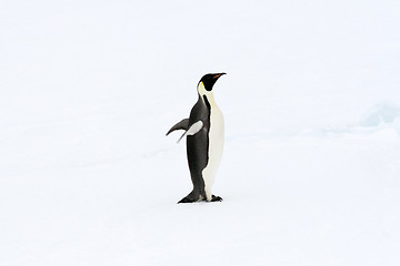 Image showing Emperor penguin (Aptenodytes forsteri)