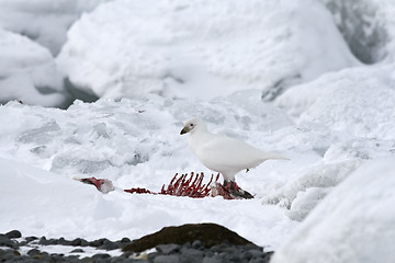 Image showing Snowy sheathbill (Chionis albus)