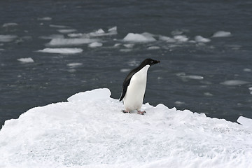 Image showing Adelie penguin (Pygoscelis adeliae)