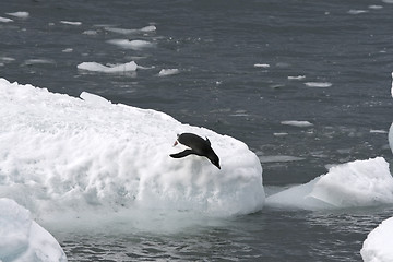 Image showing Adelie penguin (Pygoscelis adeliae)