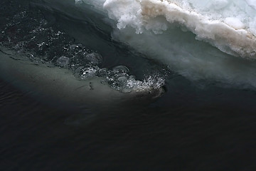 Image showing Weddell seal (Leptonychotes weddellii)