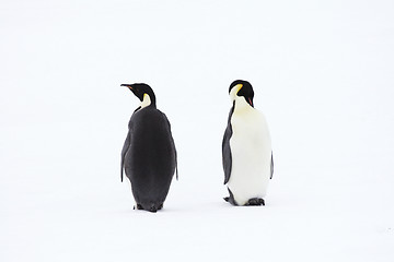 Image showing Emperor penguins (Aptenodytes forsteri)