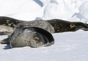 Image showing Weddell seals (Leptonychotes weddellii)