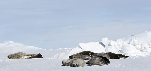 Image showing Weddell seals (Leptonychotes weddellii)
