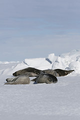 Image showing Weddell seals (Leptonychotes weddellii)