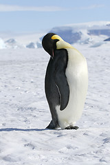 Image showing Emperor penguin (Aptenodytes forsteri)