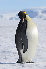 Image showing Emperor penguin (Aptenodytes forsteri)