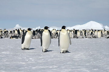 Image showing Emperor penguins (Aptenodytes forsteri)