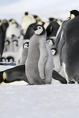 Image showing Emperor penguin (Aptenodytes forsteri)