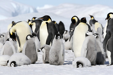 Image showing Emperor penguins (Aptenodytes forsteri)