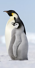 Image showing Emperor penguins (Aptenodytes forsteri)