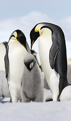 Image showing Emperor penguins (Aptenodytes forsteri)