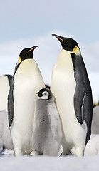 Image showing Emperor penguins (Aptenodytes forsteri)