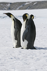 Image showing Emperor penguins (Aptenodytes forsteri)