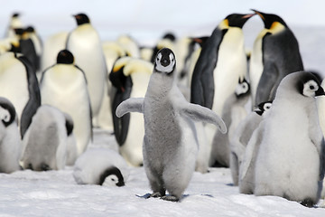 Image showing Emperor penguin (Aptenodytes forsteri)