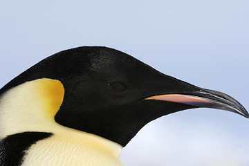 Image showing Emperor penguin (Aptenodytes forsteri)