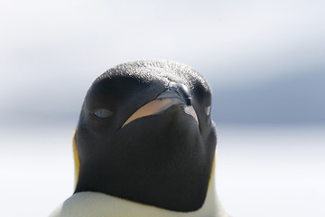 Image showing Emperor penguin (Aptenodytes forsteri)