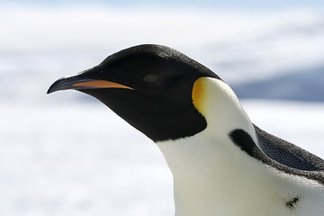 Image showing Emperor penguin (Aptenodytes forsteri)