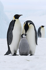 Image showing Emperor penguins (Aptenodytes forsteri)