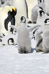 Image showing Emperor penguins (Aptenodytes forsteri)