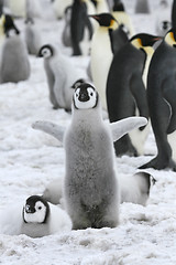 Image showing Emperor penguin (Aptenodytes forsteri)