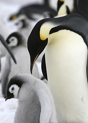 Image showing Emperor penguins (Aptenodytes forsteri)