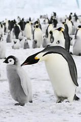 Image showing Emperor penguins (Aptenodytes forsteri)