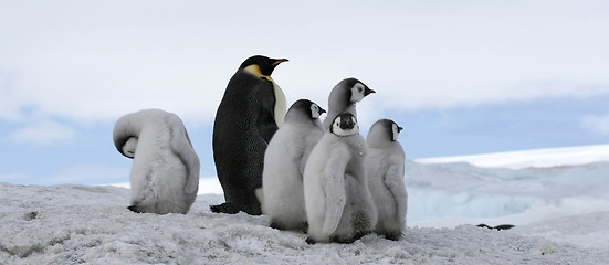 Image showing Emperor penguins (Aptenodytes forsteri)