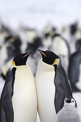 Image showing Emperor penguins (Aptenodytes forsteri)