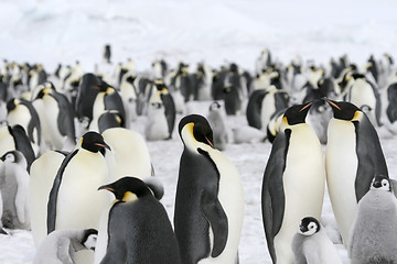 Image showing Emperor penguins (Aptenodytes forsteri)