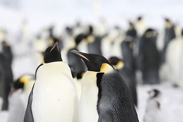 Image showing Emperor penguins (Aptenodytes forsteri)