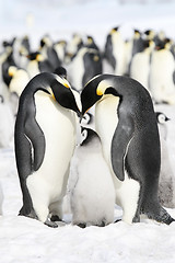 Image showing Emperor penguins (Aptenodytes forsteri)