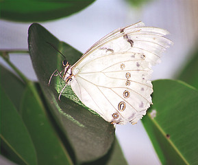 Image showing white butterfly